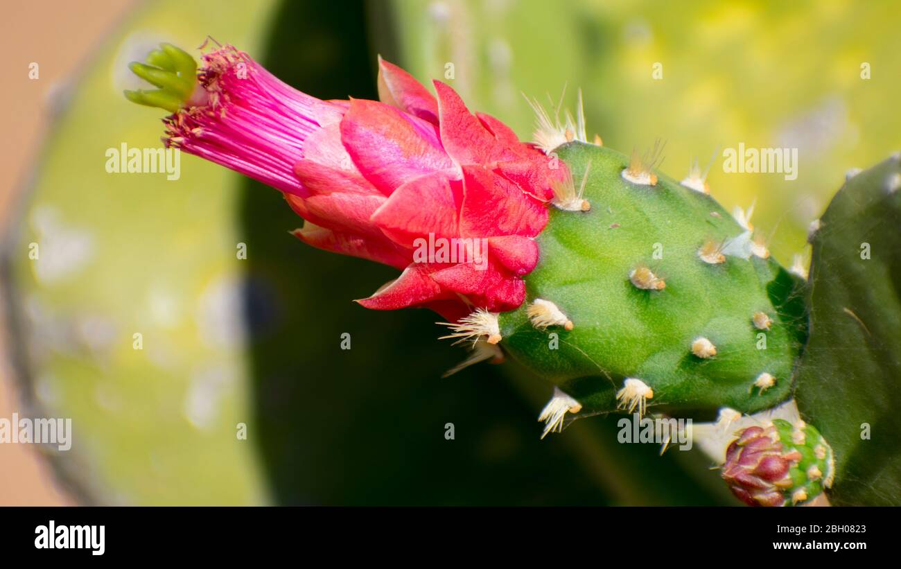 Fiore di Cactus rosa, fiore di cactus di kaktus fiore di sommer caldo fiorente Foto Stock