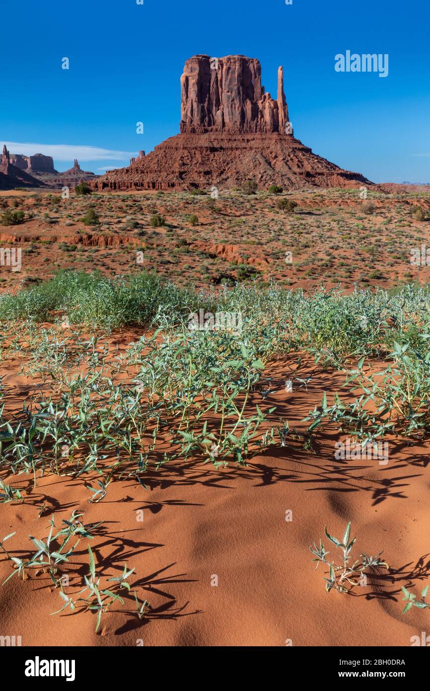 Ritratto della Monument Valley, con sabbia rossa e erba sparsa in primo piano, e una grande formazione rocciosa erosa sullo sfondo Foto Stock