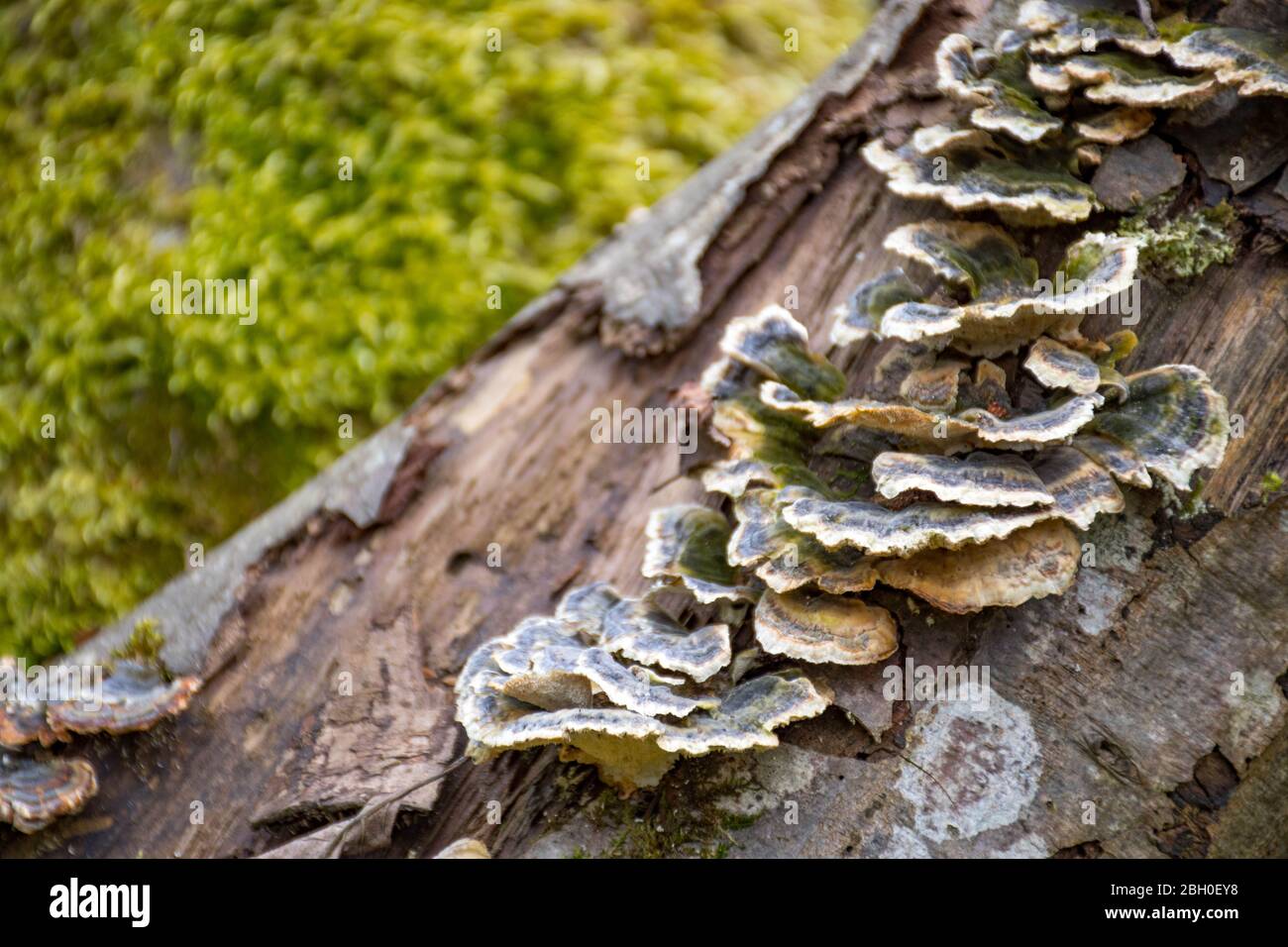 Funghi su un tronco in una foresta di muschio. Polipore o staffa fumosa, specie di fungo, patogeno vegetale che causa marciume bianco negli alberi vivi Foto Stock