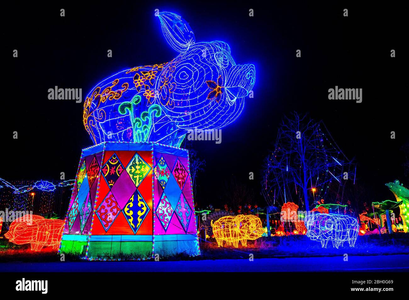 maiale in animali zodiacali cinesi a sfondo festa lanterna Foto Stock