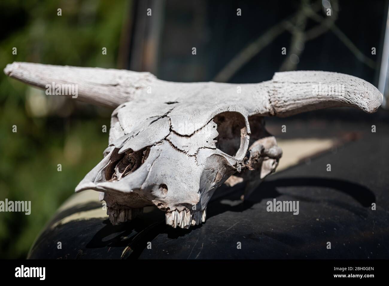 Primo piano di un cranio di mucca bianco lucido sul cappuccio di una vettura vintage arrugginita Foto Stock