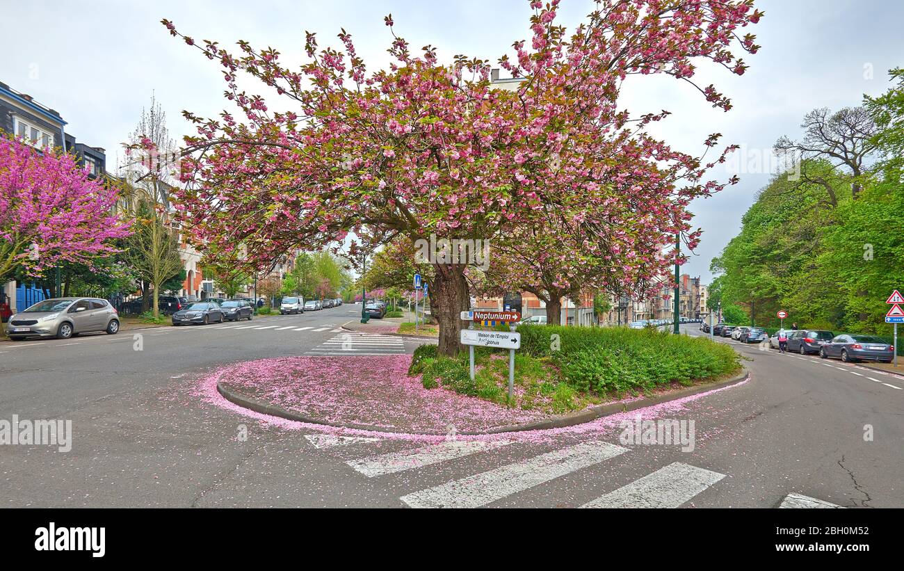 Bruxelles, Belgio - 19 aprile 2020: Viale Azalées e viale Eisenhower a Schaerbeek in primavera e durante il periodo di confinamento. Foto Stock