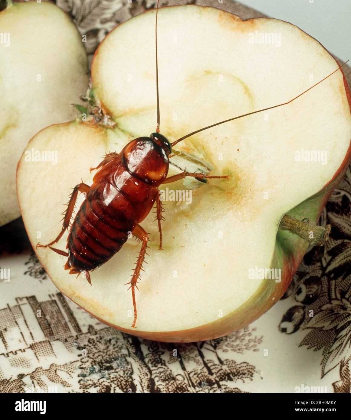 American Cockroach (Periplanata americana) ninfa di peste domestica su una mela Foto Stock