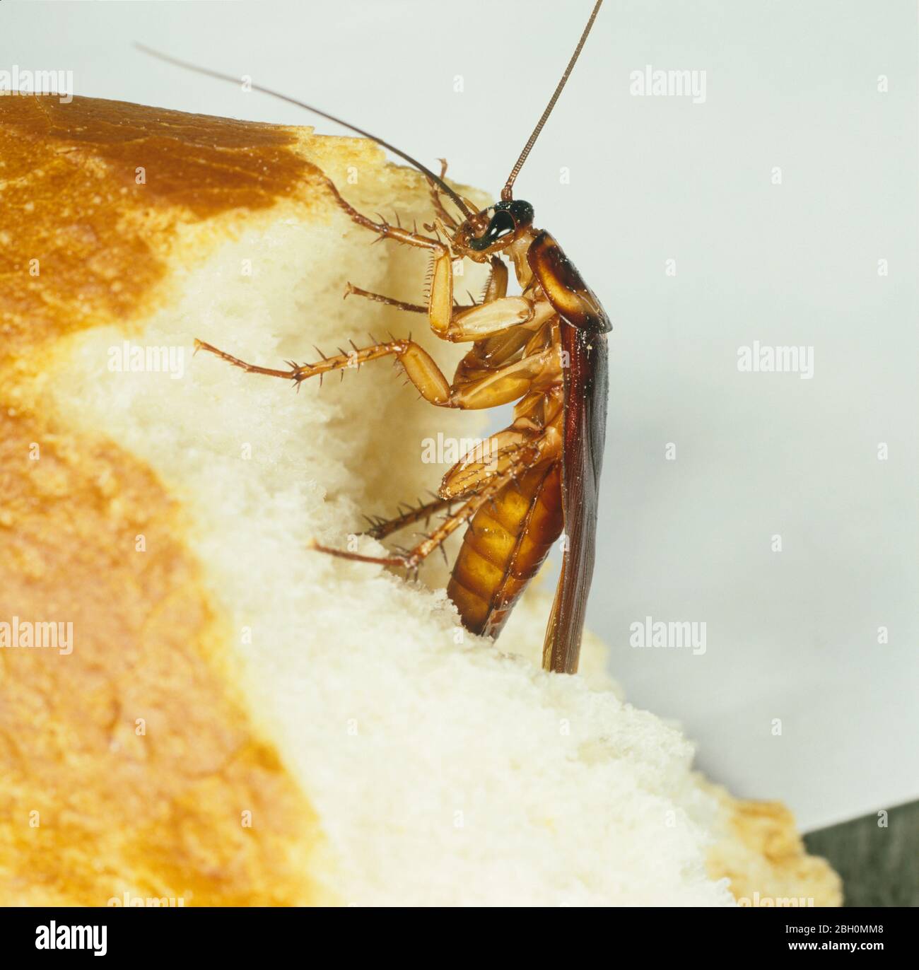 American scarafaggio (Periplaneta americana) adulto di salute pubblica di peste domestica sul pane Foto Stock