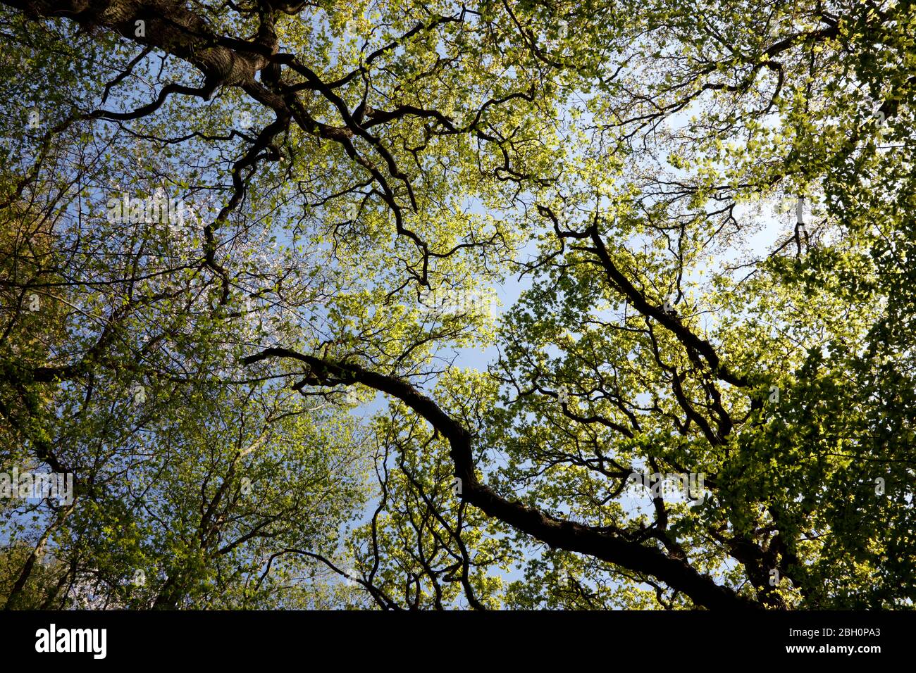 Baldacchino di alberi in Queen's Wood, Highgate, Londra, Regno Unito Foto Stock