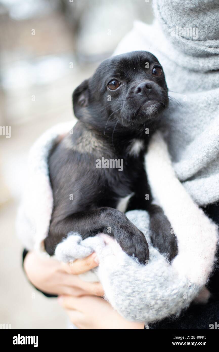 Piccolo cane (cucciolo) nelle mani in estate Foto Stock