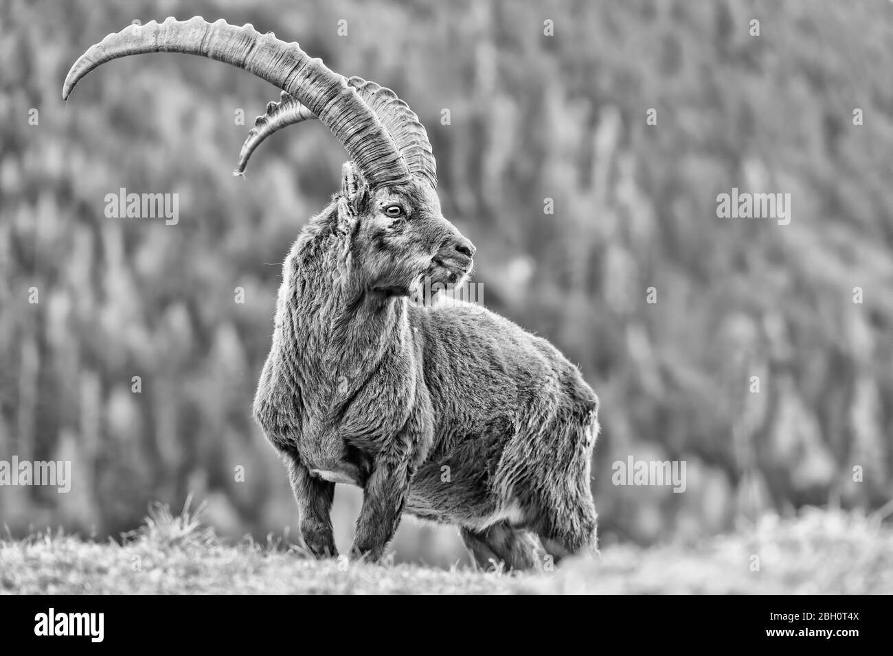 Il re delle Alpi (Capra ibex) Foto Stock