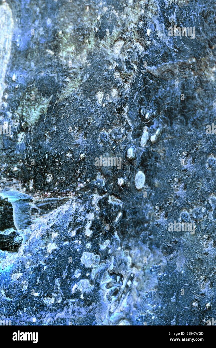 chiudi dettaglio albero scuro Foto Stock