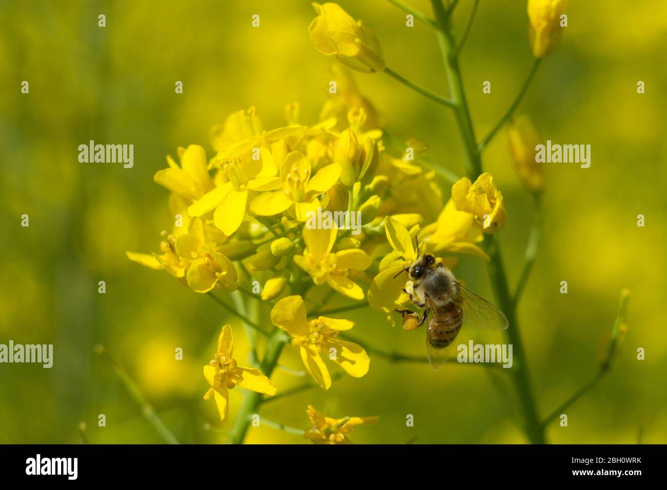 Primo piano colpo di ape che raccoglie il nettare e polline dalla pianta dei broccoli in un giorno nella stagione primaverile. Honeybee è un insetto che funziona duro Foto Stock