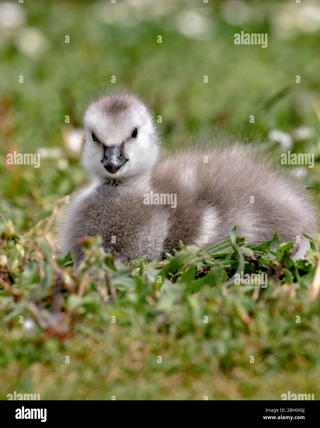 pulcini di oca per bambini Foto Stock