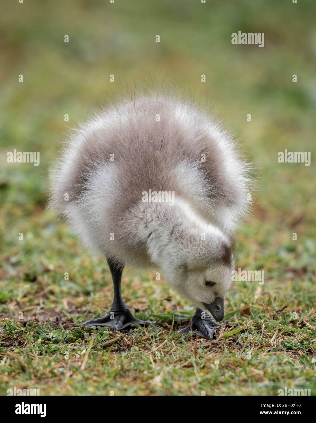 pulcini di oca per bambini Foto Stock