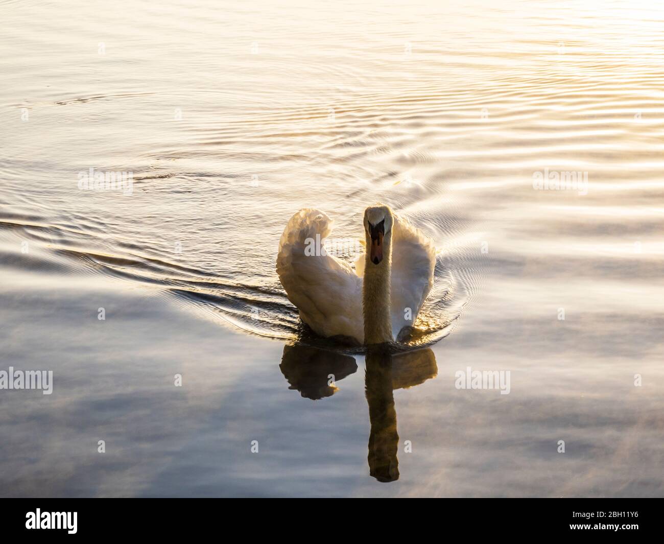 Un mute swan retroilluminato all'alba. Foto Stock
