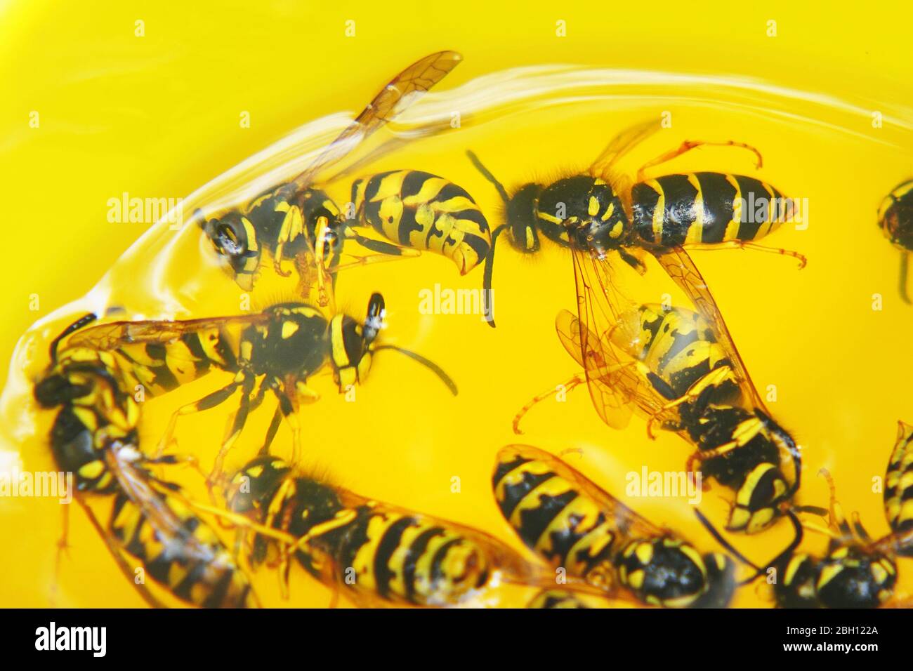 Vespe morte in un vetro di colore giallo di close-up. Vespe annegato in una limonata. Messa a fuoco selettiva Foto Stock