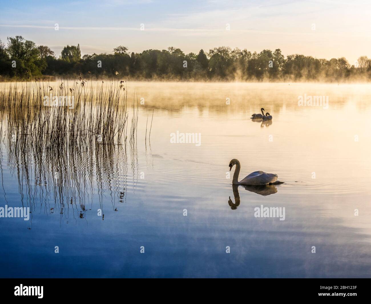 Un'alba misteriosa sull'acqua di Coate a Swindon. Foto Stock