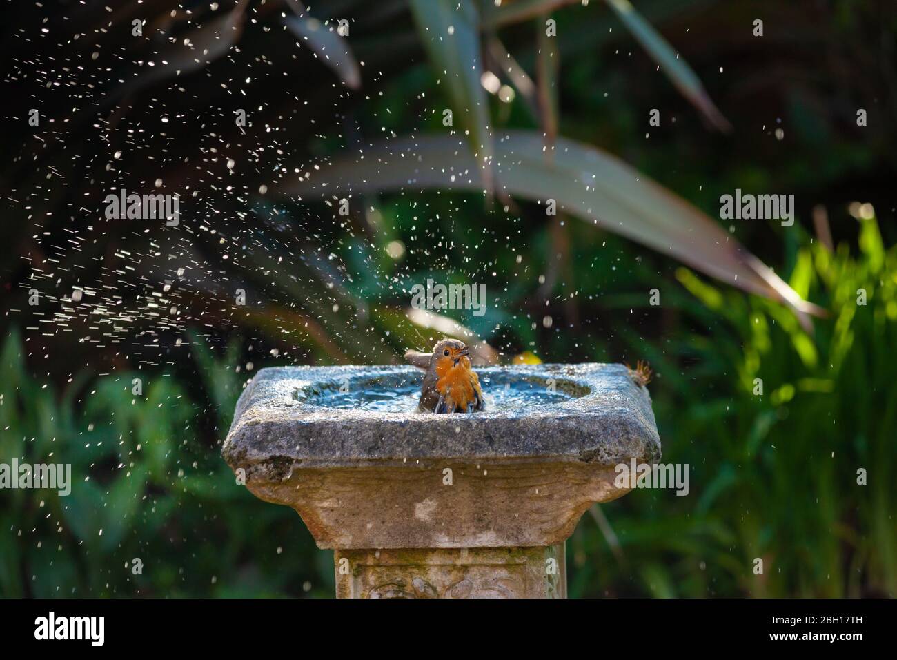 Un unico robin europeo (Erithacus rubecula) che si tuffa in un bagno di uccelli, Fife, Scozia. Foto Stock