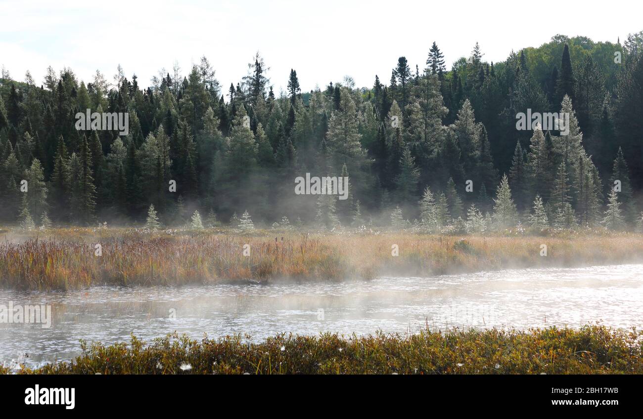 Hoarfrost in brughiera a Costello Creek vicino Opeongo Road, Canada, Ontario, Algonquin Provincial Park Foto Stock