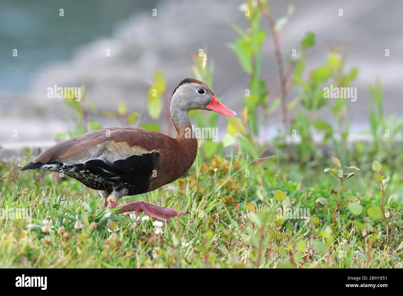 Anatra sibilante con la fattura rossa, anatra sibilante con la punta nera (Dendrocygna autumnalis), nei mangimi in groenlandia, Canada, Ontario Foto Stock