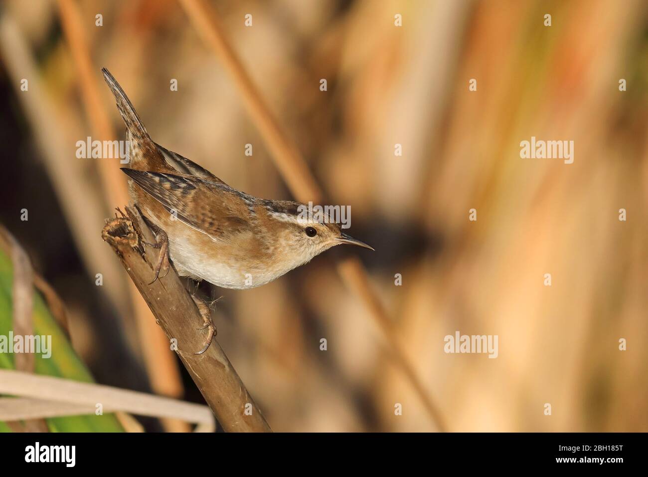 marsh wren (Cistothorus palustris), si arrampica su canna, Canada, Ontario, Point Pelee National Park Foto Stock