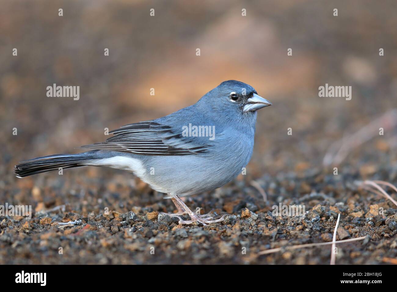 Il chiaffindo blu (Fringilla teydea), maschio si trova sul fondo della foresta, Isole Canarie, Tenerife Foto Stock