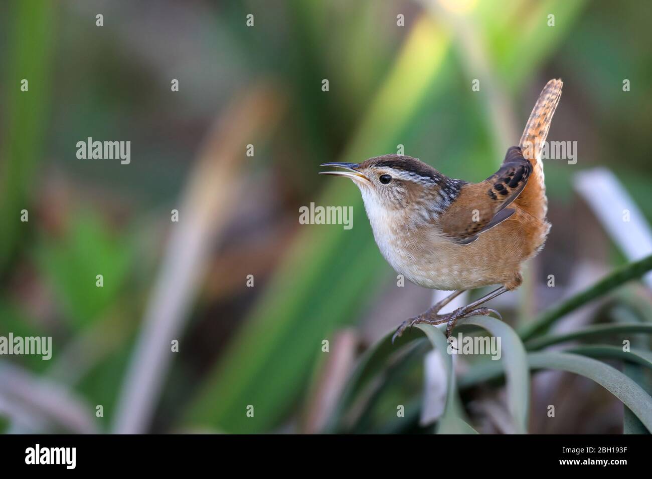 marsh wren (Cistothorus palustris), si arrampica su canna, Canada, Ontario, Point Pelee National Park Foto Stock