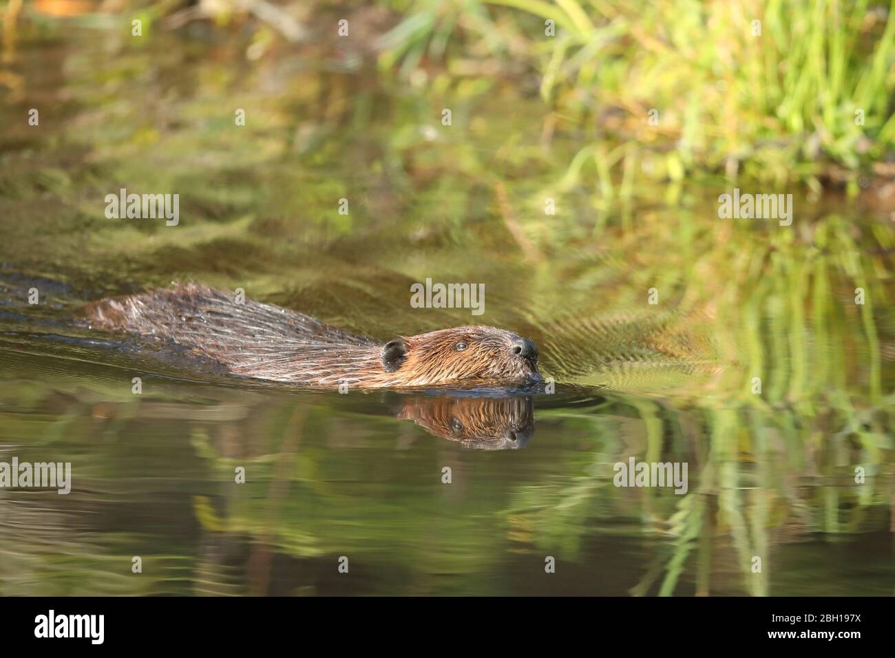 Castoro nordamericano, castoro canadese (Castor canadensis), nuoto, con immagine speculare, Canada, Ontario, Algonquin Provincial Park Foto Stock
