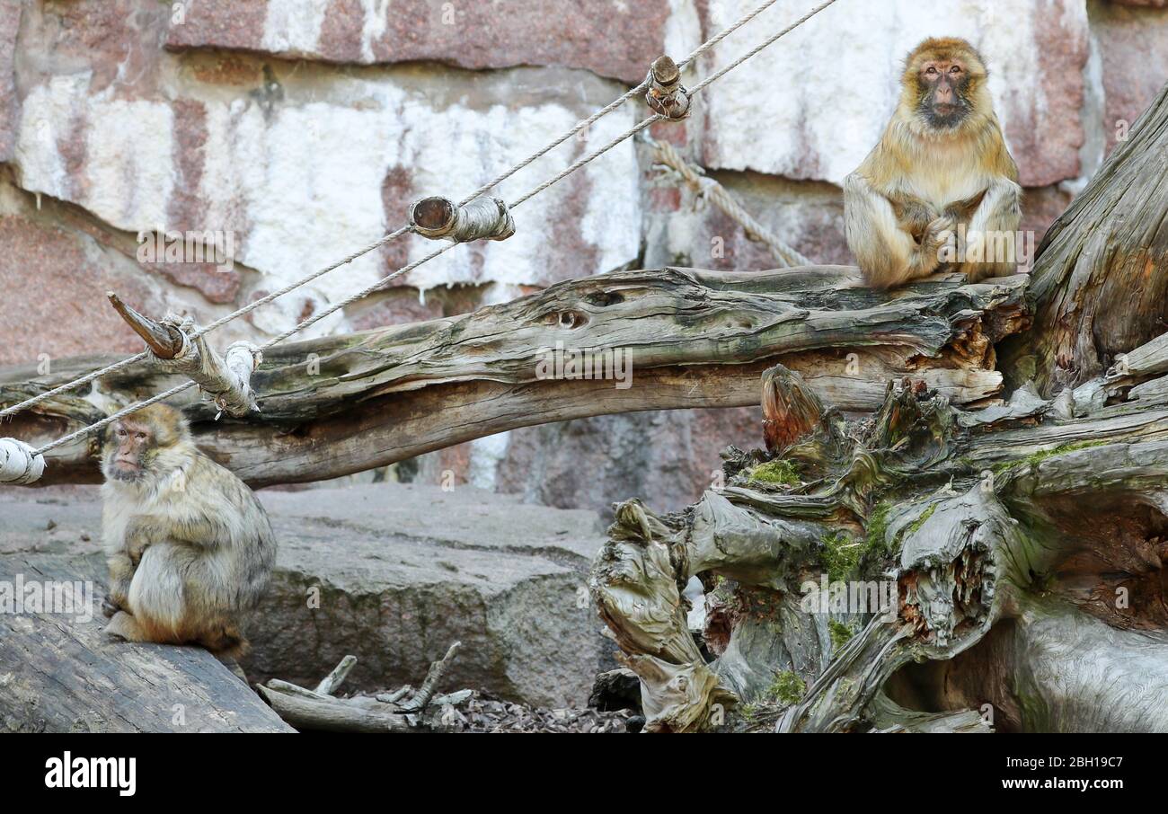 Halle, Germania. 23 aprile 2020. Le scimmie di Barbery si siedono con sufficiente distanza nella sala dello zoo di montagna. In condizioni rigorose, i giardini zoologici e i parchi animali della Sassonia-Anhalt possono riaprirsi dopo l'orario di chiusura di diverse settimane relativo alla corona. Devono garantire una distanza sufficiente tra i visitatori, non sono consentite lunghe code. I giardini zoologici limitano il numero di visitatori che si trovano contemporaneamente nei locali. Le case animali e i recinti per animali domestici rimangono chiusi per il momento. Credit: Jan Woitas/dpa-Zentralbild/dpa/Alamy Live News Foto Stock
