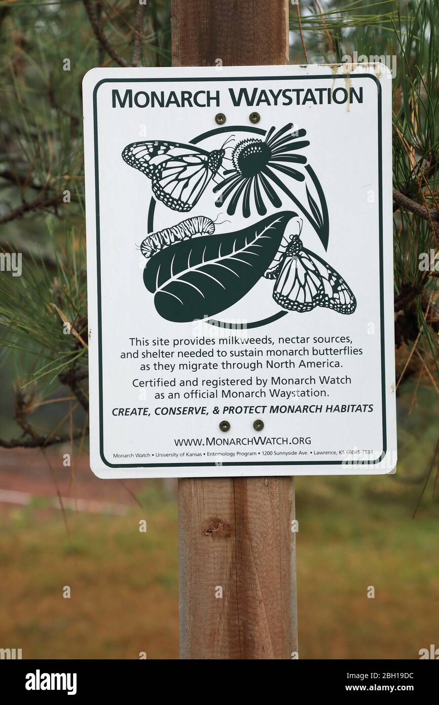 farfalla monarch, milkweed (Danaus plexippus), pietra steppa biotop per la migrazione delle farfalle, cartello informativo a Arowhon Lodge, Canada, Ontario, Algonquin Provincial Park Foto Stock