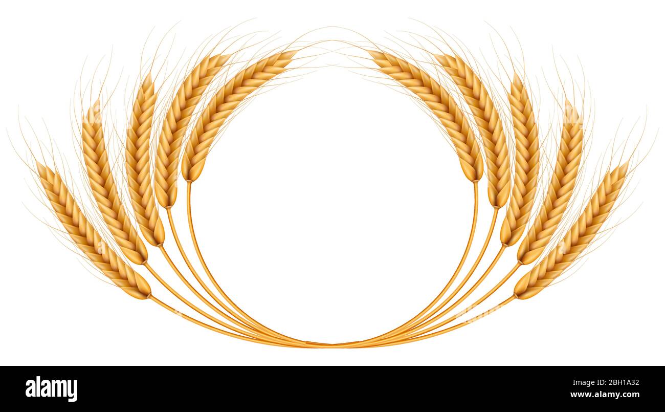 Mazzo di orecchie di grano, secchi interi grani realistico illustrazione cornice isolato su sfondo bianco. Modello di oggetti da forno. Corona di grano. EPS 10 Illustrazione Vettoriale