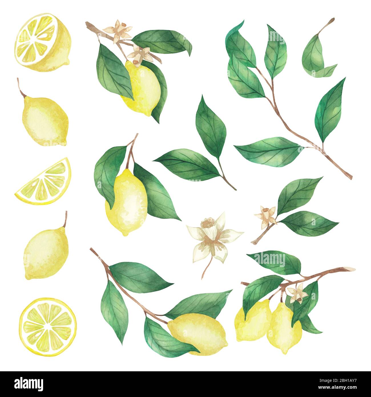 Acquerello con limoni, fette di limone e ramoscelli isolati su sfondo bianco Foto Stock