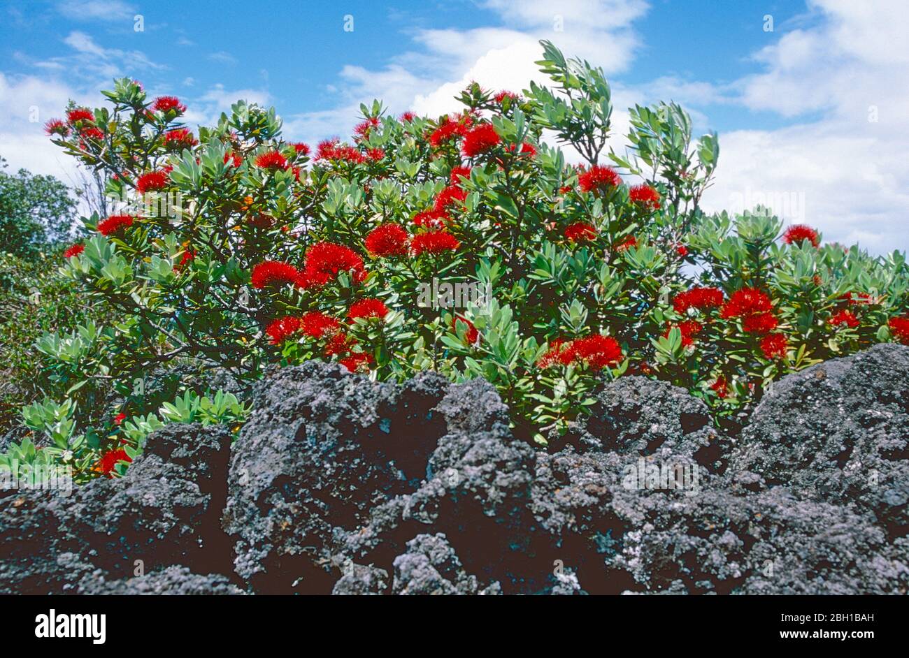 Pohutukawa colonizza roccia basaltica nera sull'isola vulcanica di Rangitoto, Golfo di Hauraki, Isola del Nord, Nuova Zelanda Foto Stock
