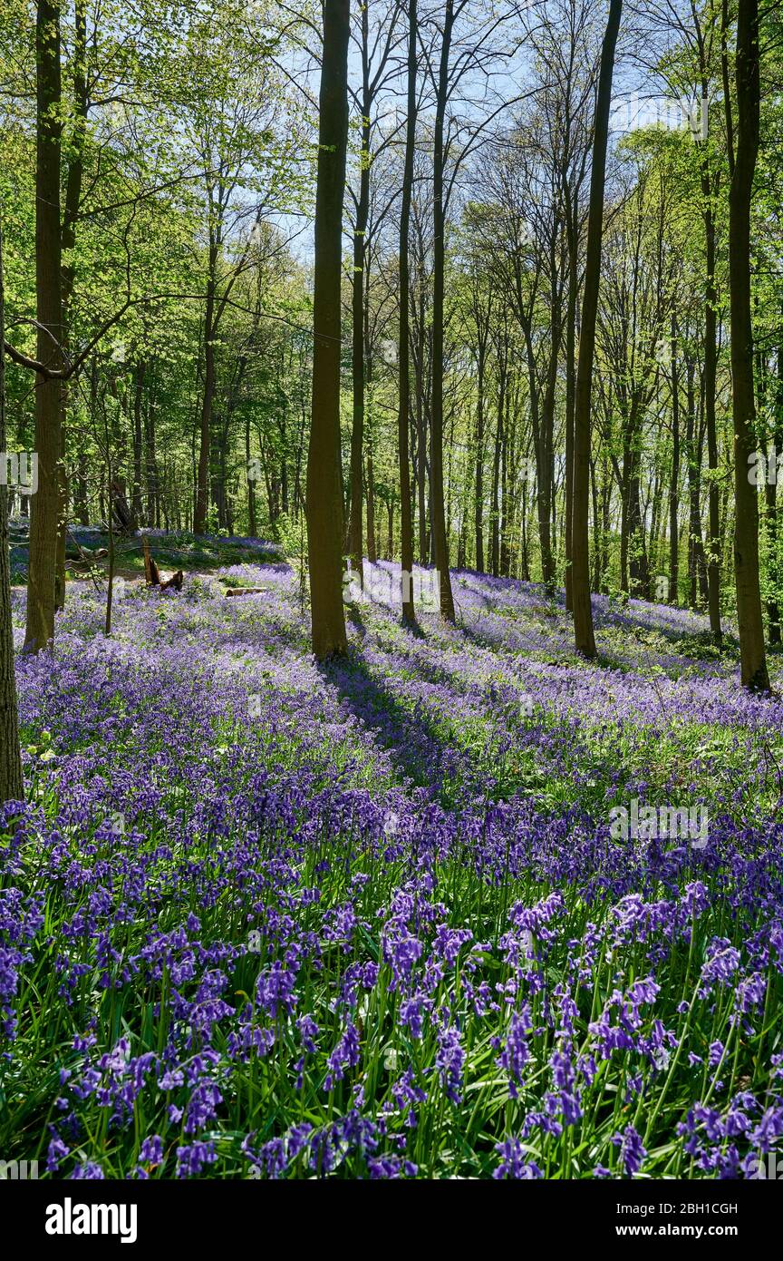 Bluebell Wood, Bluebells (Hyacinthoides non-Scripta) vicino Hueckelhoven, Heinsberg, Renania settentrionale-Vestfalia, Germania Foto Stock
