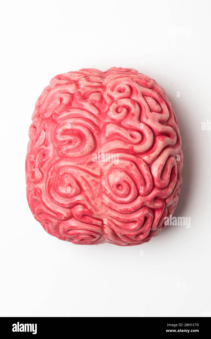 Modello anatomico del cervello umano su sfondo normale Foto Stock