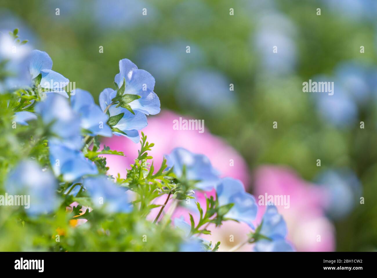 Nemophila (Nemophila menziesii) a letto di fiori, città di Isehara, Prefettura di Kanagawa, Giappone Foto Stock