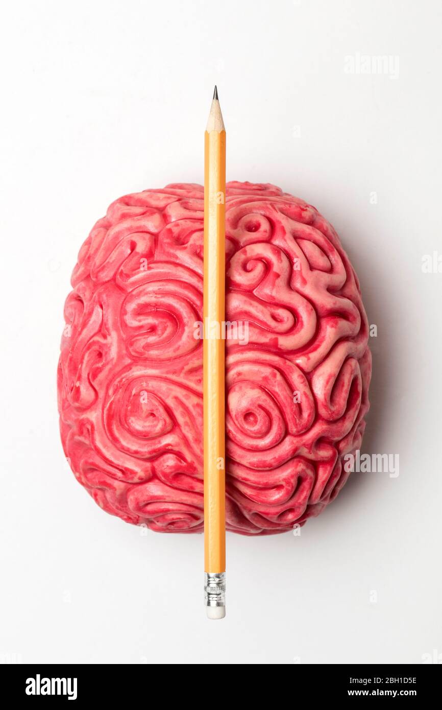 Modello cerebrale umano con matita. Concetto di pensiero creativo Foto Stock
