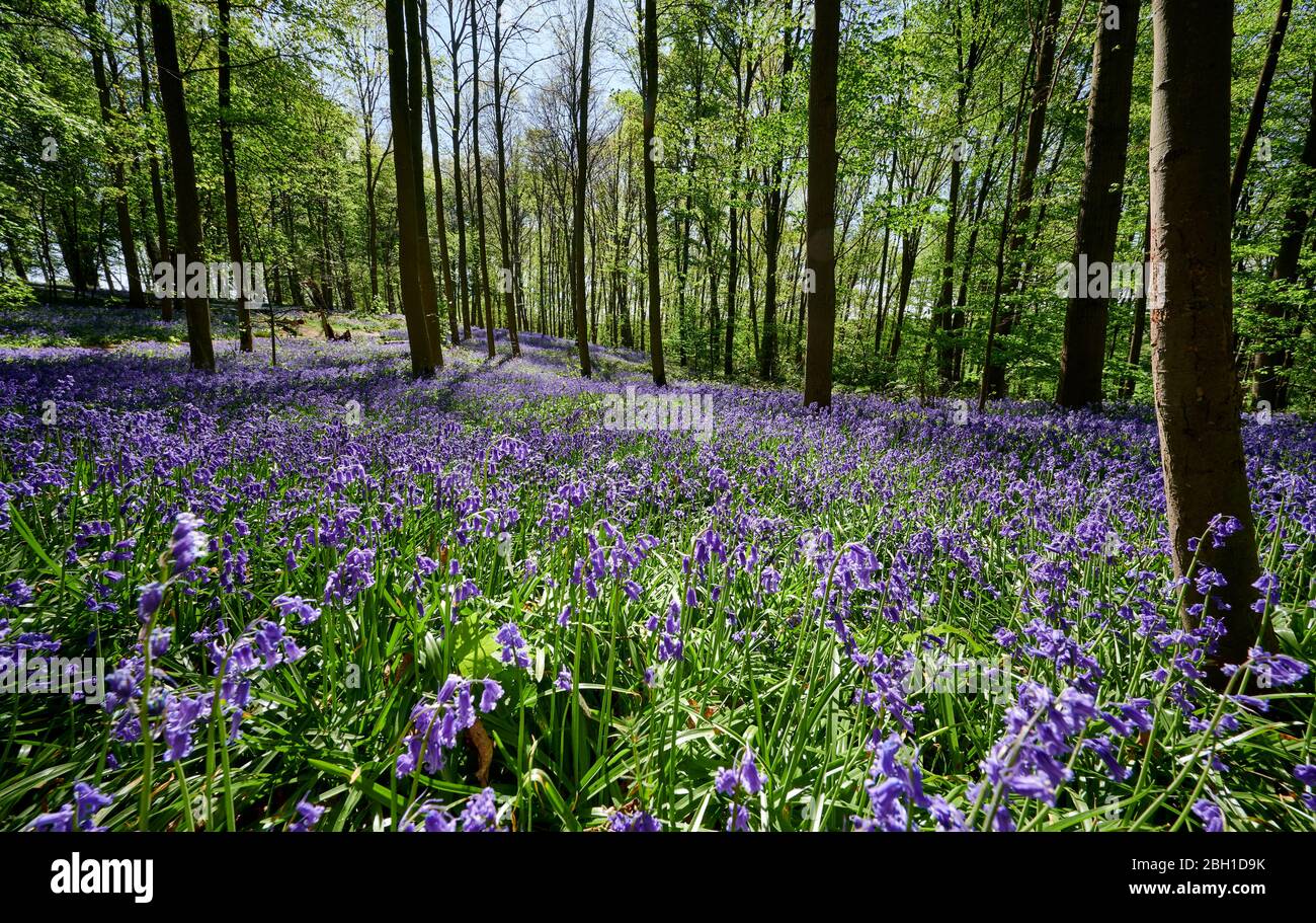Bluebell Wood, Bluebells (Hyacinthoides non-Scripta) vicino Hueckelhoven, Heinsberg, Renania settentrionale-Vestfalia, Germania Foto Stock
