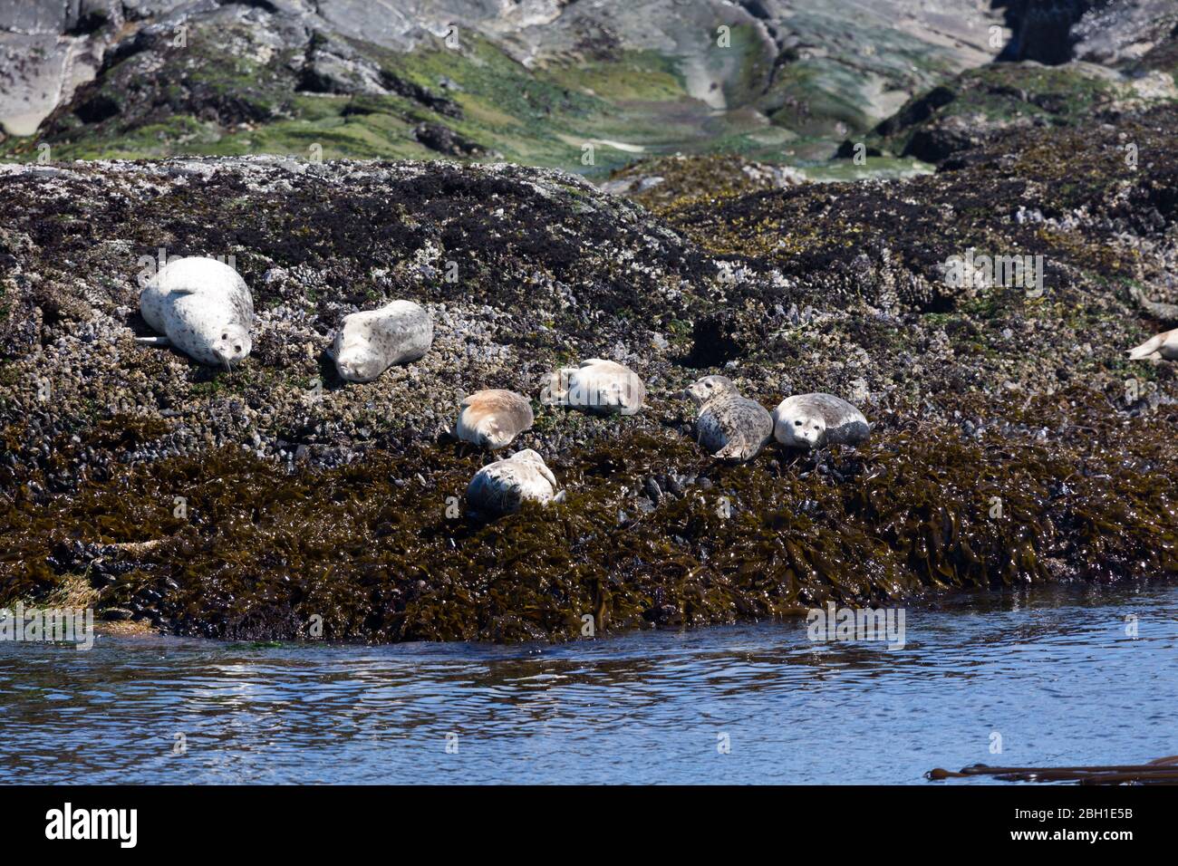 Foche su alcune rocce a Victoria, Canada Foto Stock