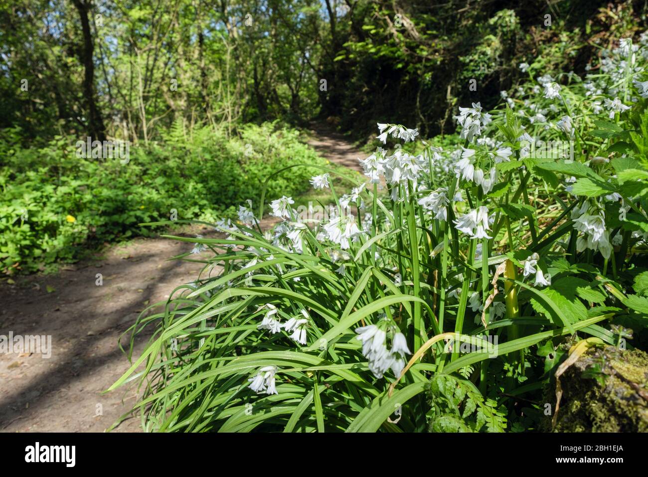 Fiori bianchi di Leek (Allium triquetrum) che crescono selvaggi accanto ad un percorso boschivo in primavera. Gipsy Wood Bennlech Isola di Anglesey Galles Regno Unito Foto Stock