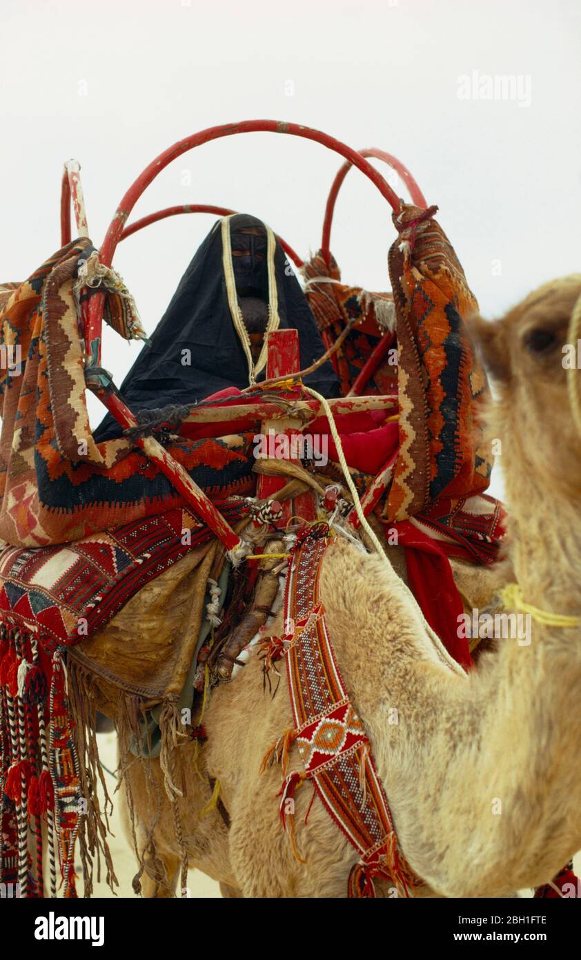 Qatar, Generale, Beduin famiglia moving camp, Donna su cammello mostra sella in pelle e cornice per la copertura imbottita con tessuti decorati. Foto Stock