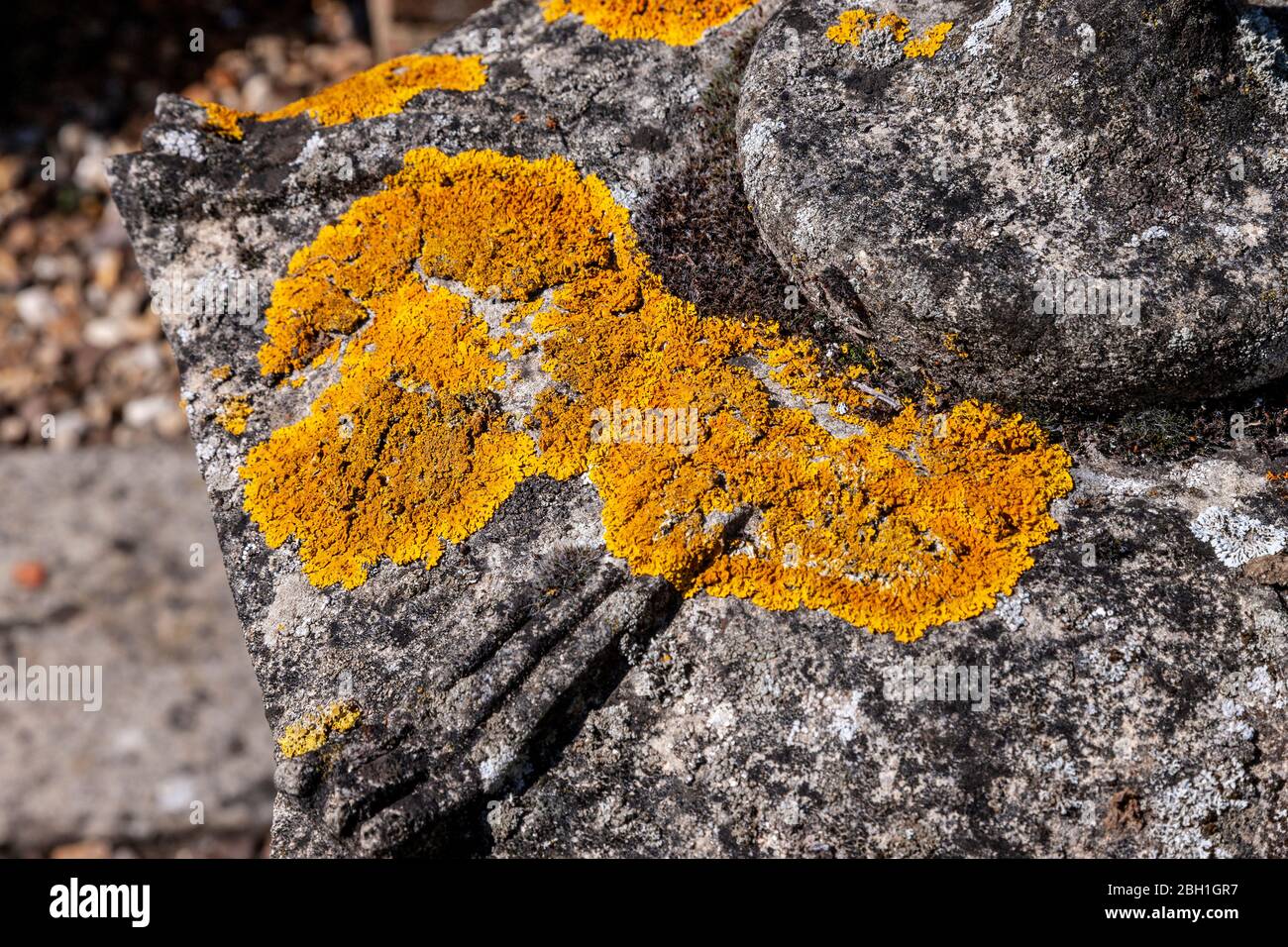 Sunburst Lichen. Xanthortia parietina (Teloschistaceae) su un giardino ornamentale. Foto Stock