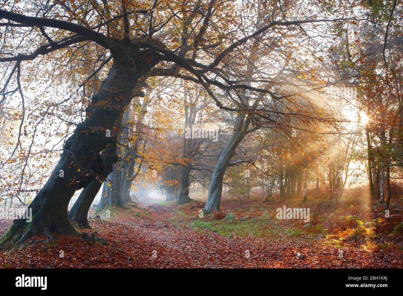 Percorso di Woodland durante l'autunno Foto Stock