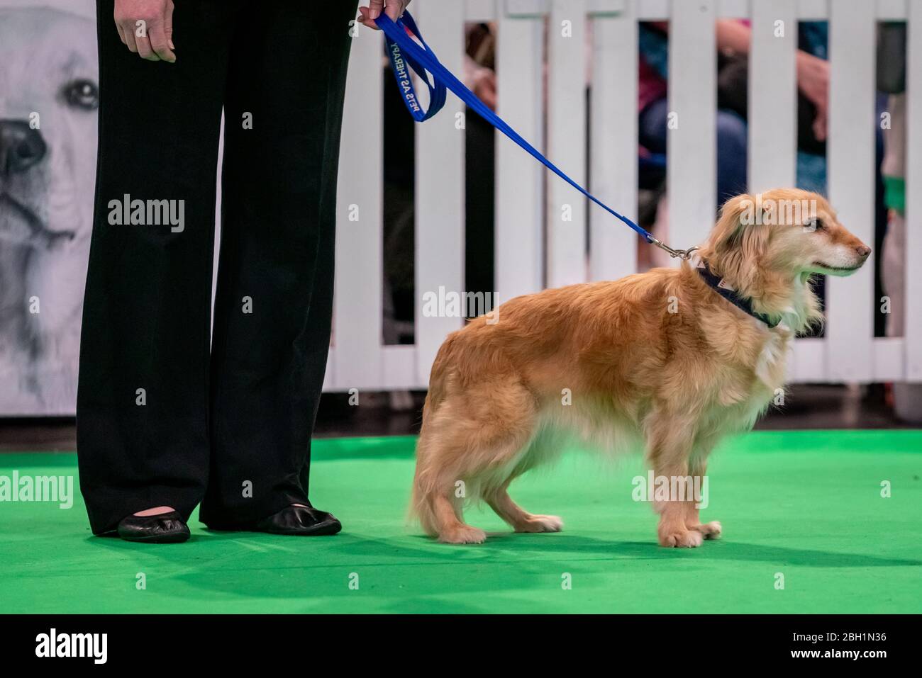 Scruffts 2020: Concorso di razza crociata tenuto al salone dei cani Crufts, NEC Birmingham, Regno Unito. Foto Stock