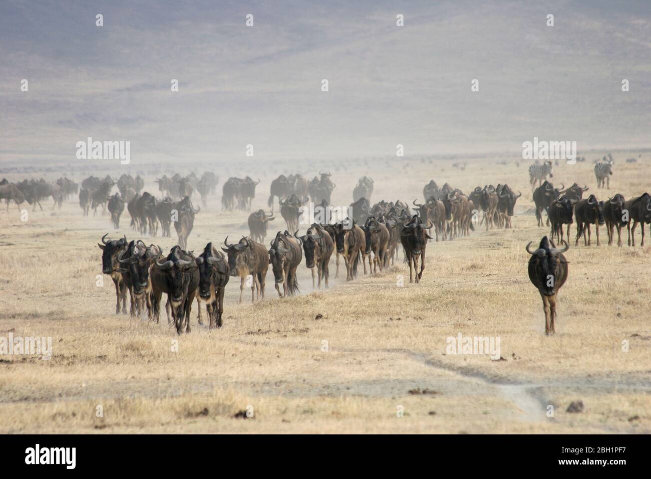 Migrazione annuale di oltre un milione di bianchi al barbuto (o brindati) di wildebeest e 200,000 zebre al Parco Nazionale Serengeti, Tanzania, Foto Stock