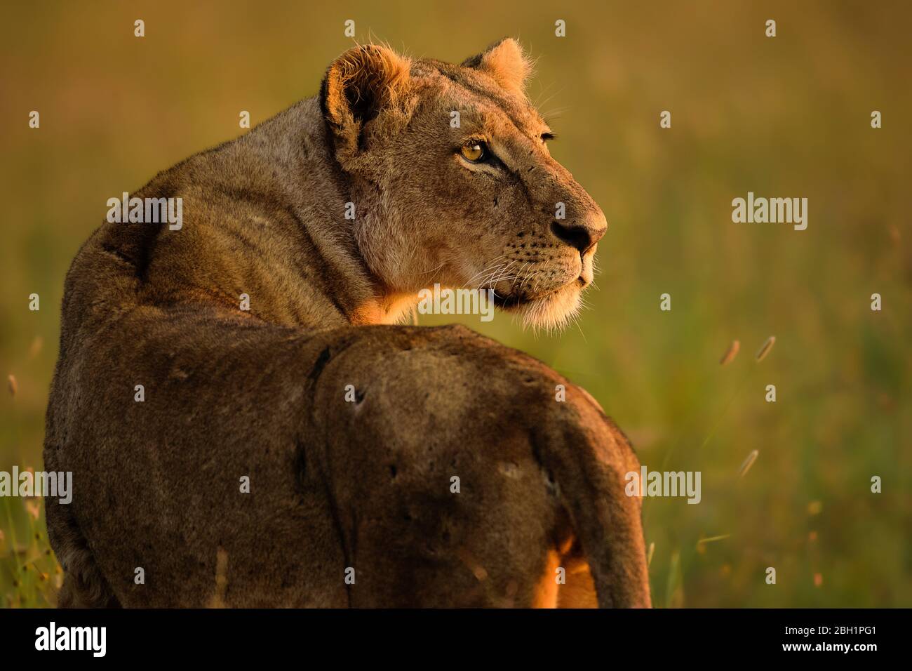 Leonessa in luce dorata, Parco Nazionale di Nairobi, Kenya Foto Stock