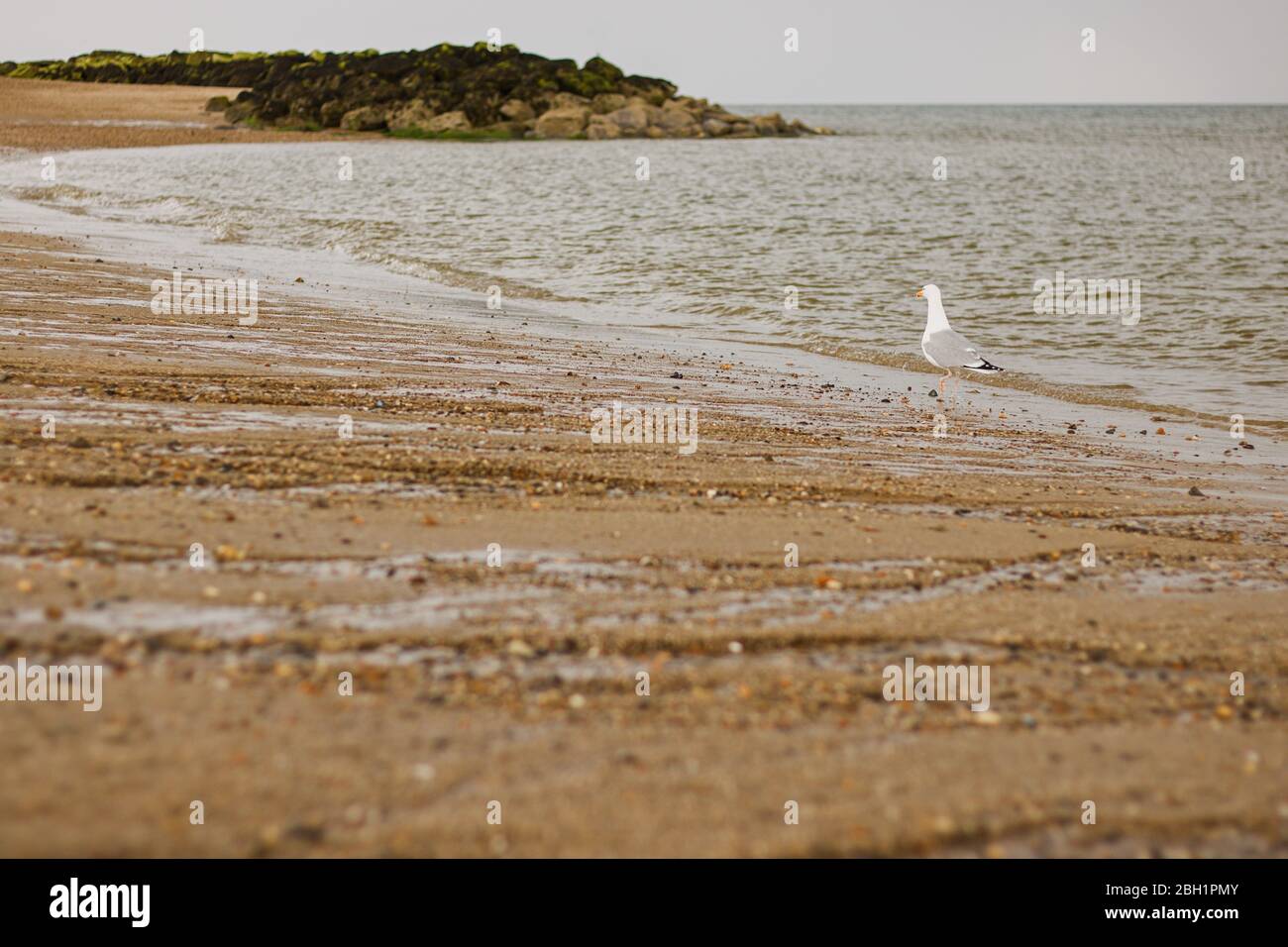 Gabbiano selvaggio sulla spiaggia in Gran Bretagna Foto Stock