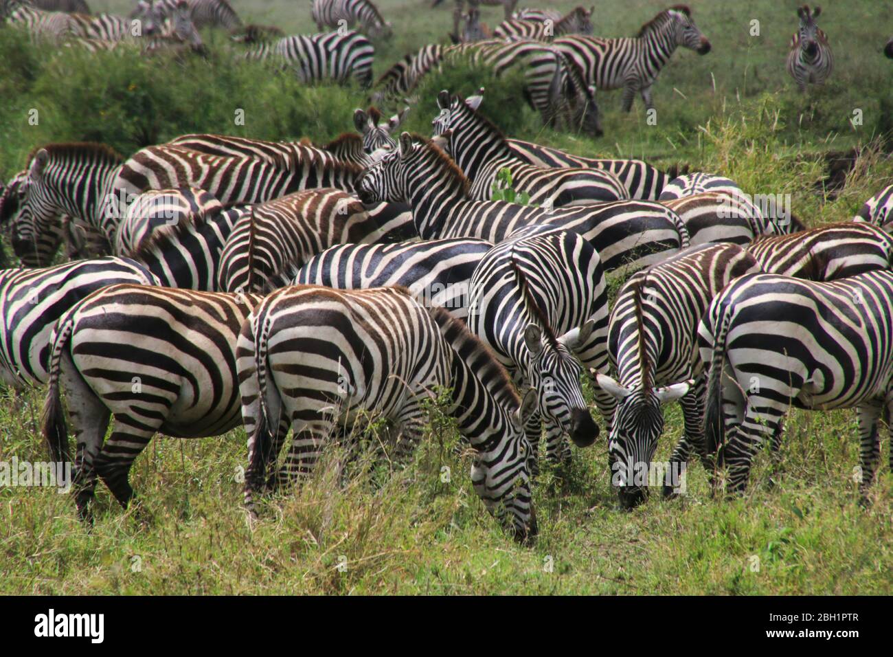 Migrazione annuale di oltre un milione di bianchi al barbuto (o brindati) di wildebeest e 200,000 zebre al Parco Nazionale Serengeti, Tanzania, Foto Stock