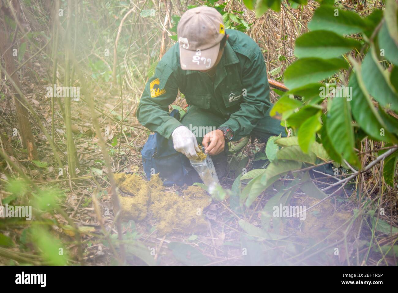Un membro del personale prende l'escrezione dell'elefante per l'analisi nel Centro di conservazione dell'elefante, Sayaboury, Laos. Il Centro di conservazione degli elefanti è l'unica organizzazione del Laos che è interessata a mantenere la popolazione e l'allevamento di elefanti. Hanno l'unico ospedale di elefanti e laboratorio di ricerca in Laos. Il Centro è stato creato nel 2011, e ora il team sta proteggendo 29 elefanti che avevano lavorato nel settore del taglio del bosco o del turismo di massa, e 530 ettari di foresta intorno al lago Nam Tien a Sayaboury. Foto Stock