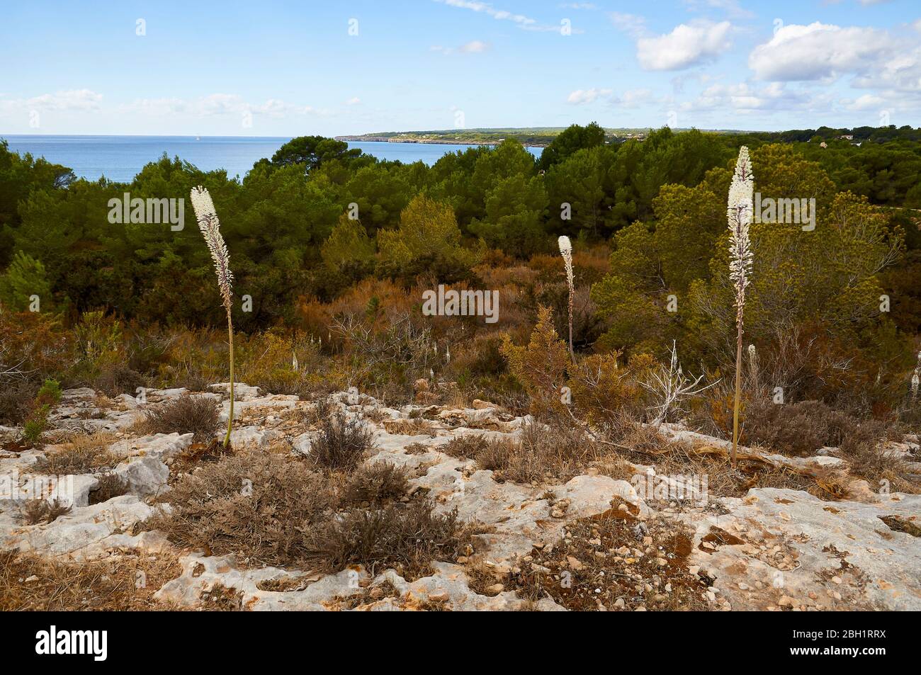 Paesaggio mediterraneo con squill (Urginea maritima), pini d'Aleppo (Pinus halepensis) e costa di Migjorn (Formentera, Isole Baleari, Spagna) Foto Stock