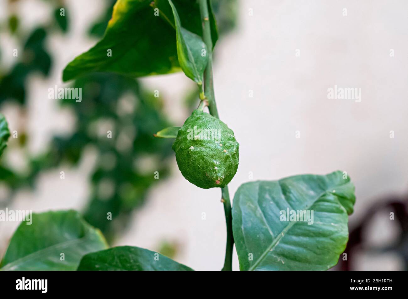 Frutta di limone danneggiata. Il danno è stato causato da Thrips (ordine Thysanoptera) probabilmente Scirtothrips dorsalis. Fotografato in Israele nel mese di aprile Foto Stock