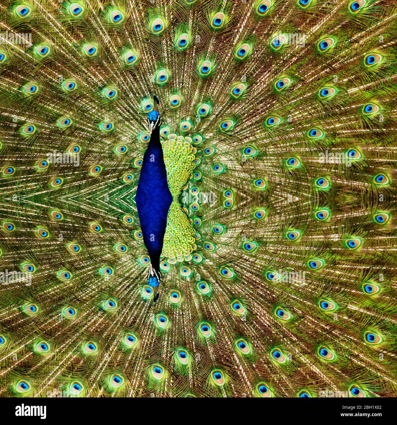 Coda di paafowl indiano (Pavo cristatus) Foto Stock