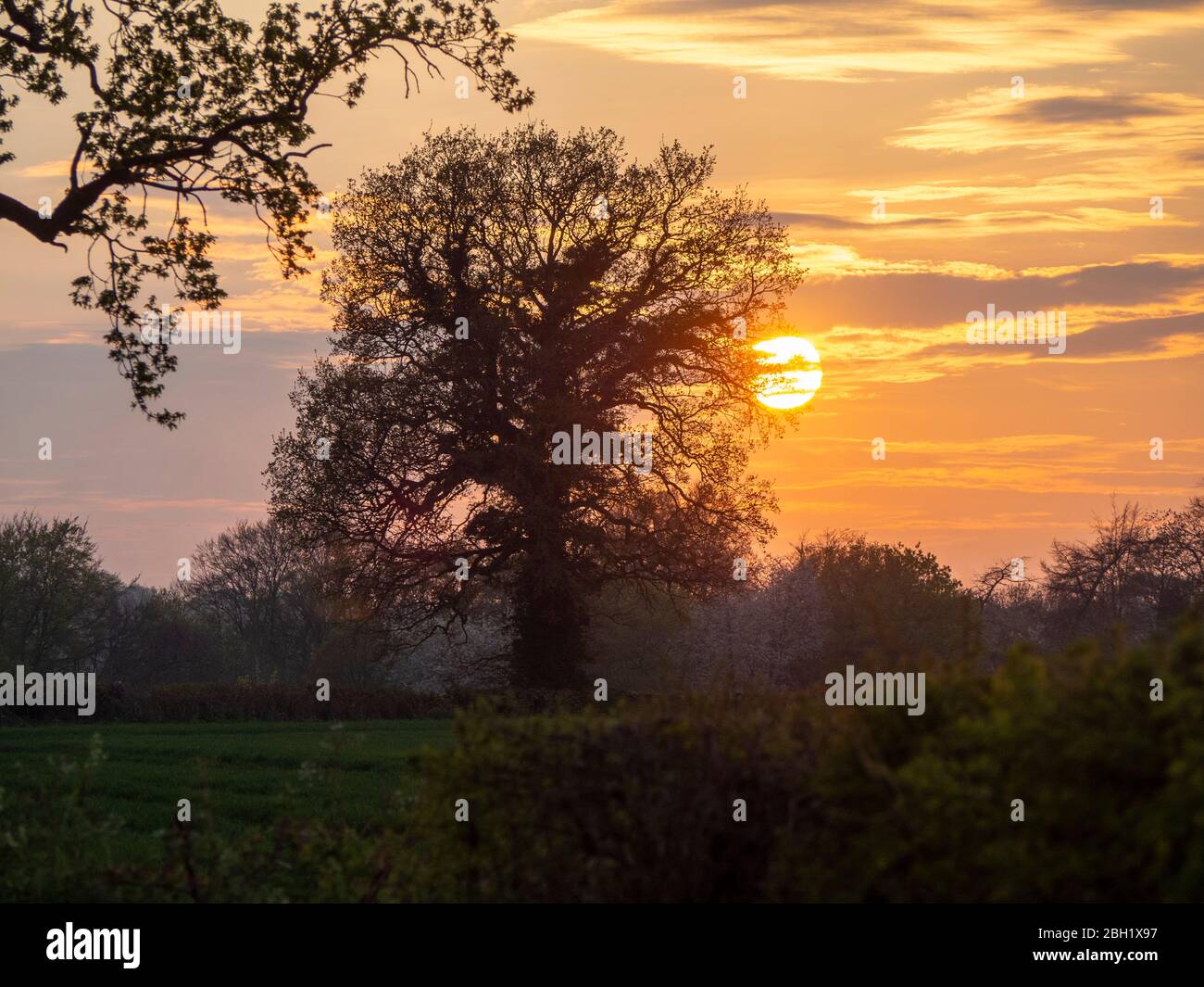 Caratterizzato da un singolo albero di quercia al sole serale in aprile con il cielo bello e nuove foglie. Foto Stock